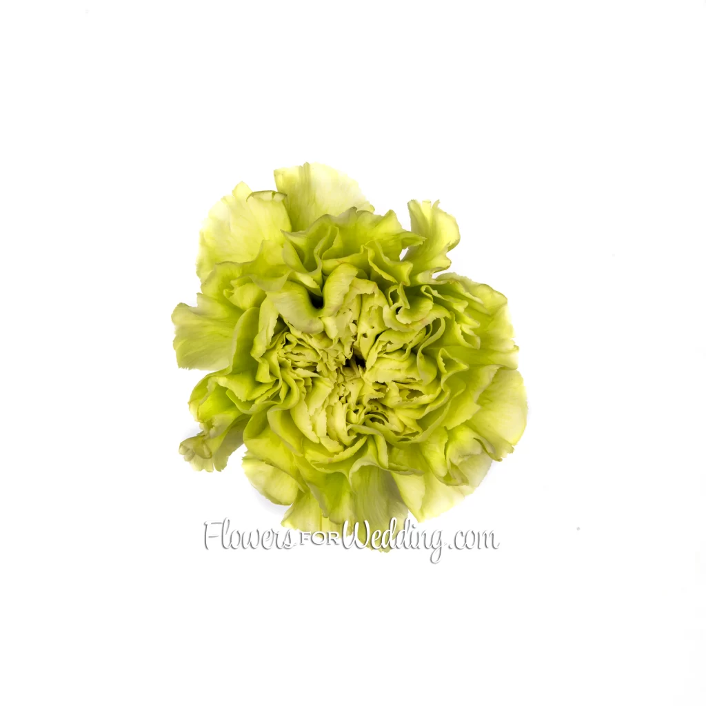 Green Green Carnation Single Top