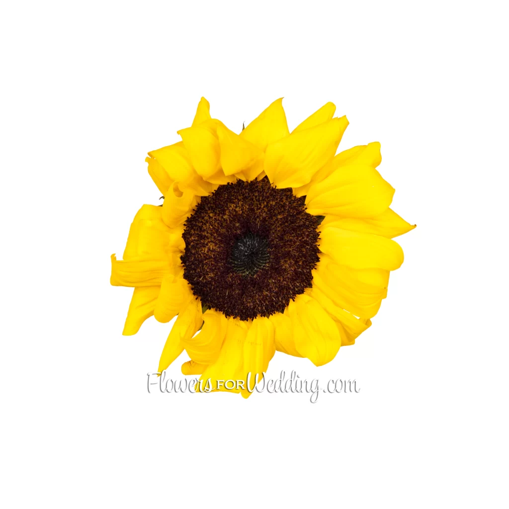 Sunflower Single Top