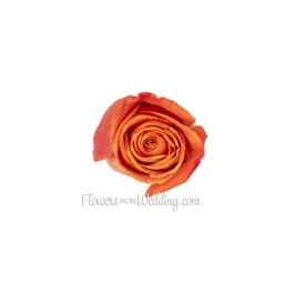 Dark Orange Roses Single Top