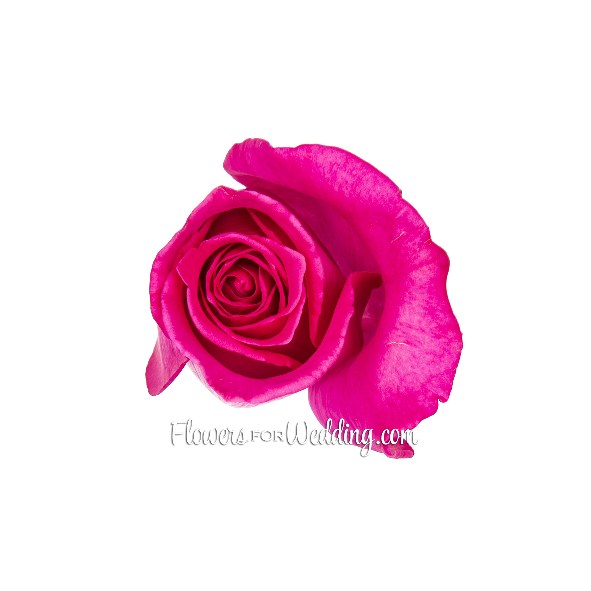 Hot Pink Roses Single Top