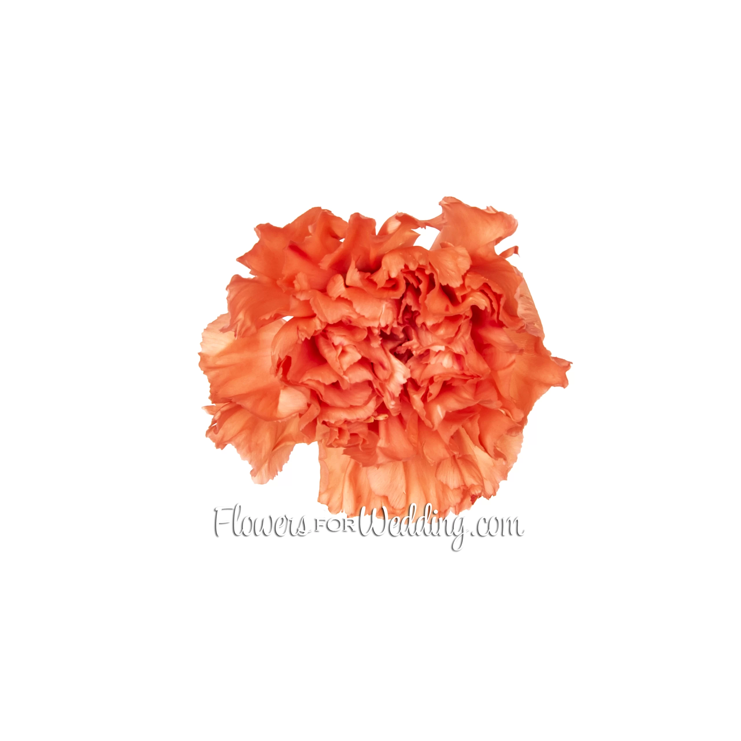 Orange Carnation Single Top