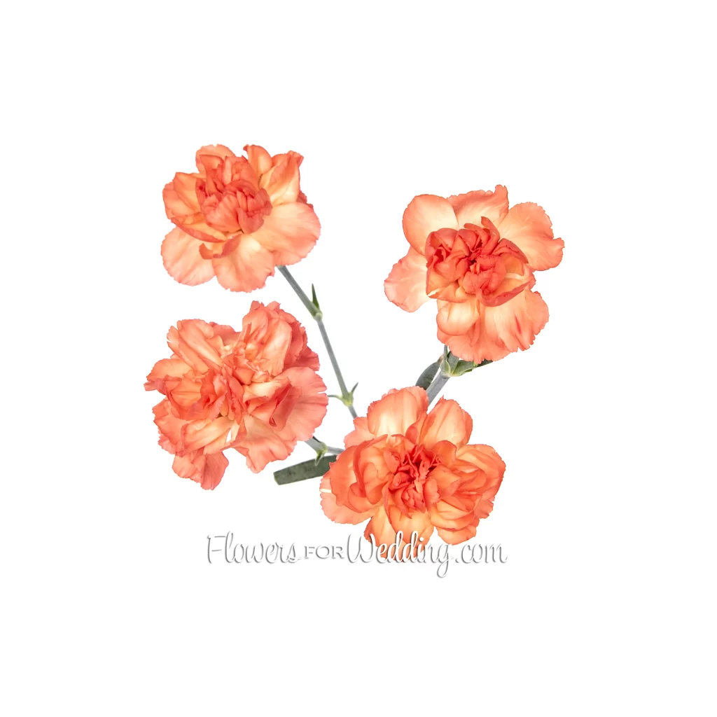 Orange Mini Carnation Top