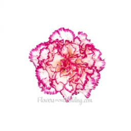 White Pink Carnation Single Top