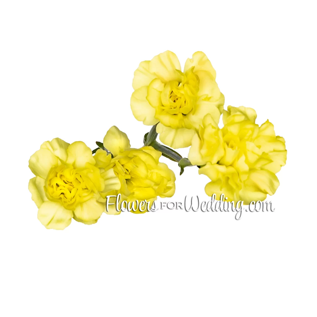 Yellow Mini Carnation Top