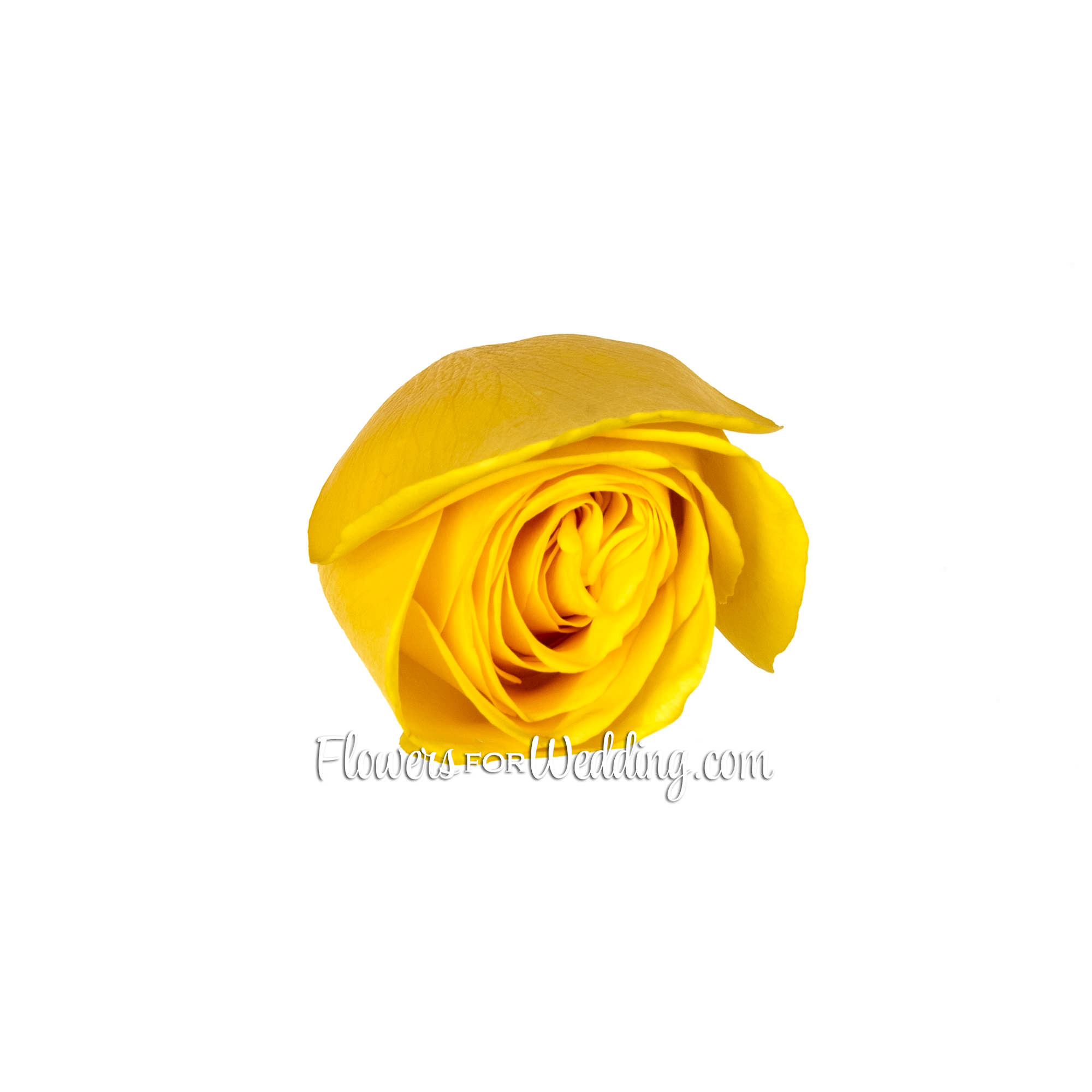 Yellow Roses Single Top