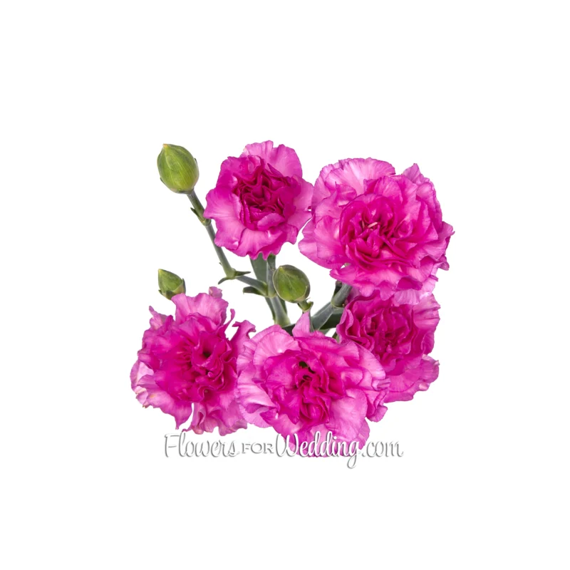 fuscia mini carnations single top