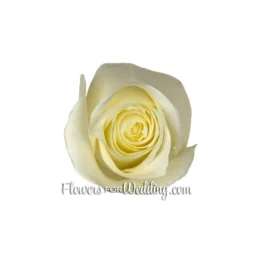 white rose top single