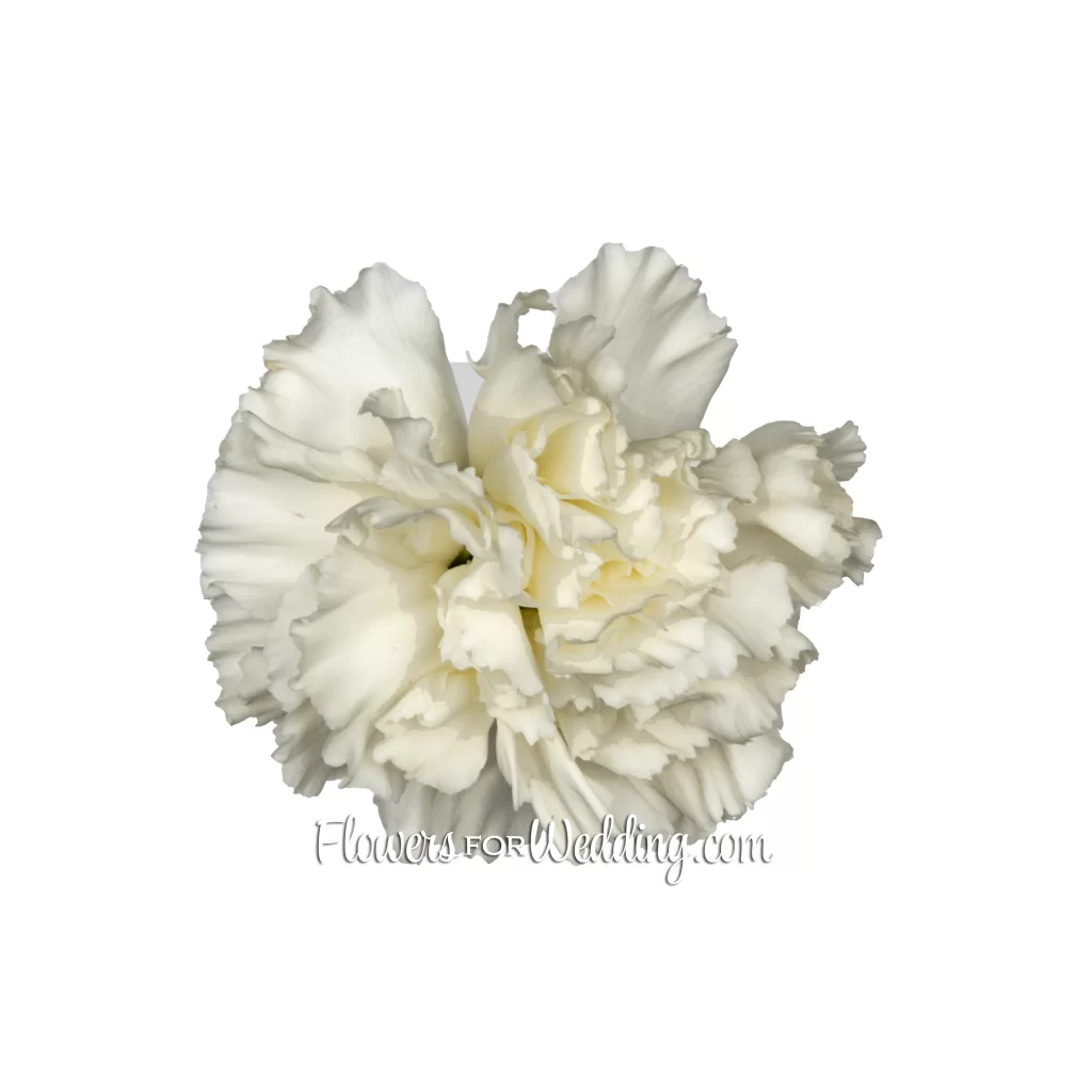 White Carnation Single Top