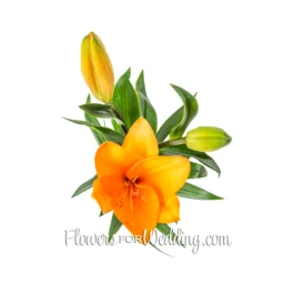 orange lilies single top