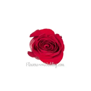 Red-Roses-Single-Top