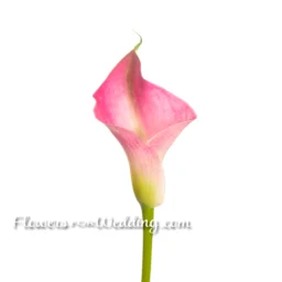 Calla-Lily-Pink-Single-Side