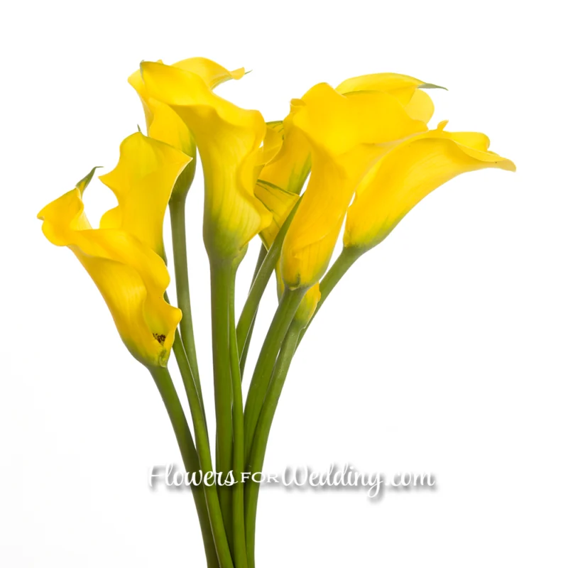 Calla-Lily-Yellow-Bunch-Side
