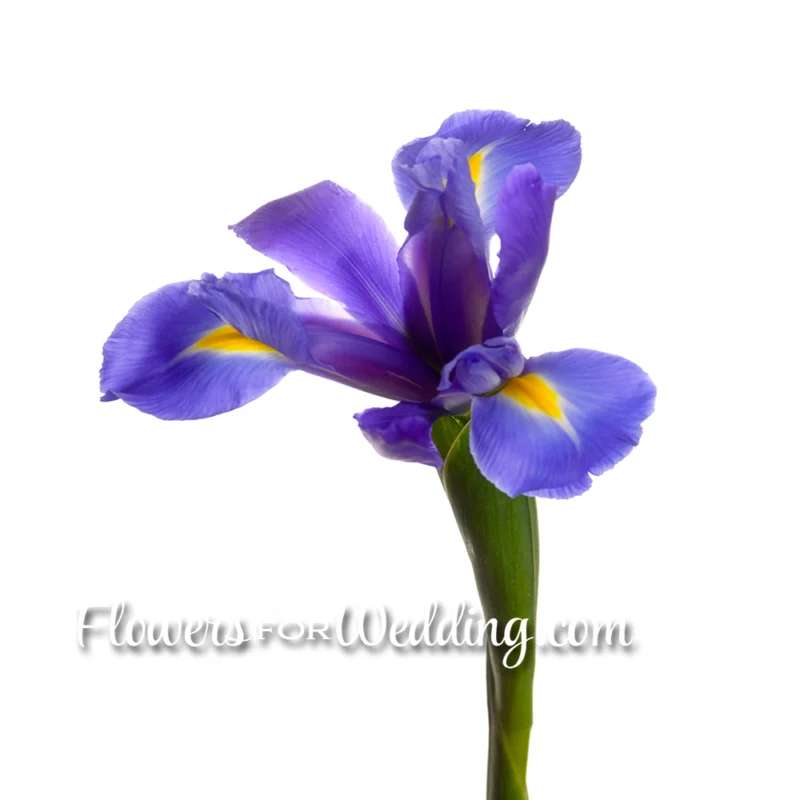 Iris-Purple-Single-Top