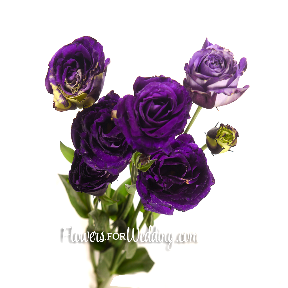 Lisianthus-Purple-Single-Top
