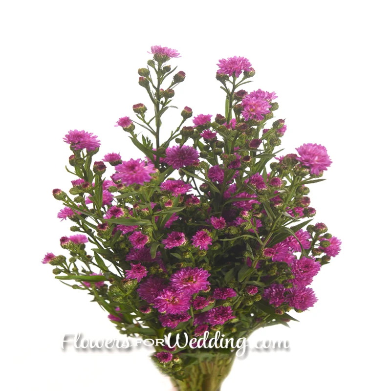 Pink-Aster-Bunch-Top