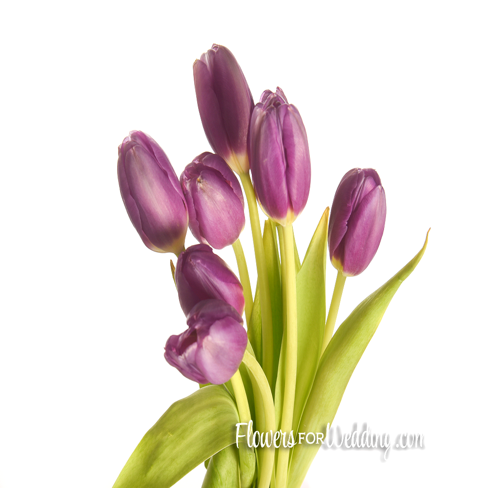 tulip-purple-bunch-top