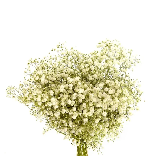 babys breath