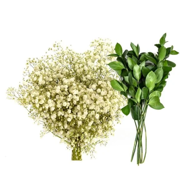 babys breath