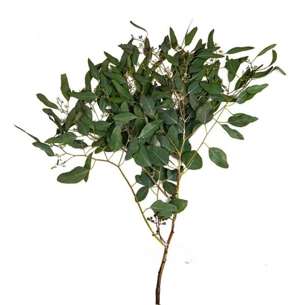 seeded eucalyptus sage greenery