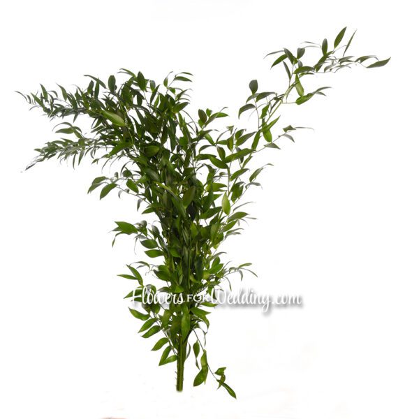 italian ruscus