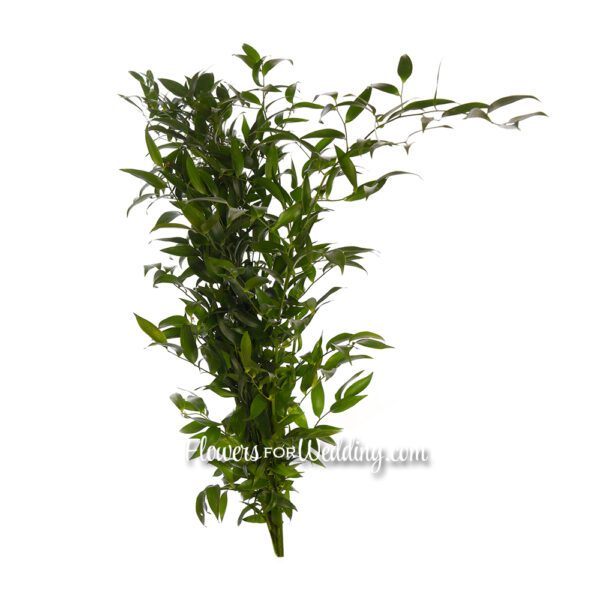 italian ruscus