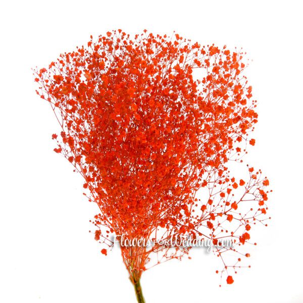 Baby's Breath Gypsophila Orange