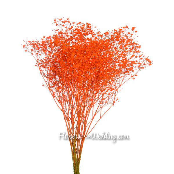 Baby's Breath Gypsophila Orange