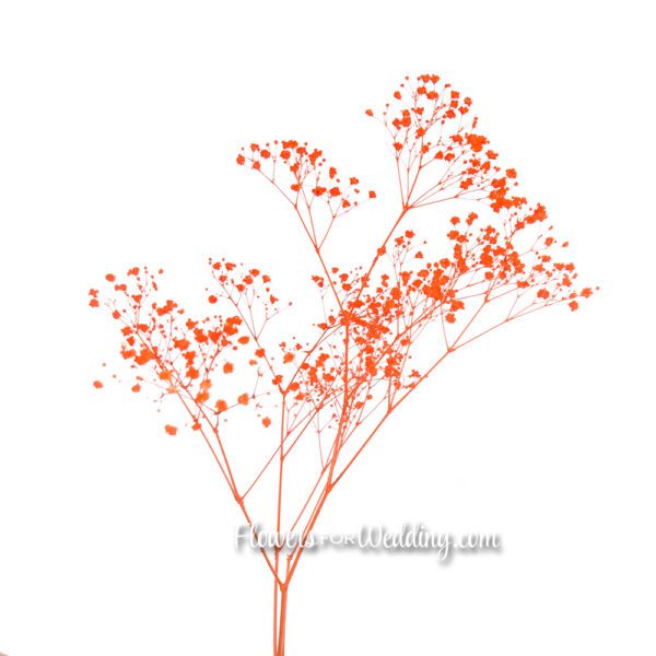 Baby's Breath Gypsophila Orange