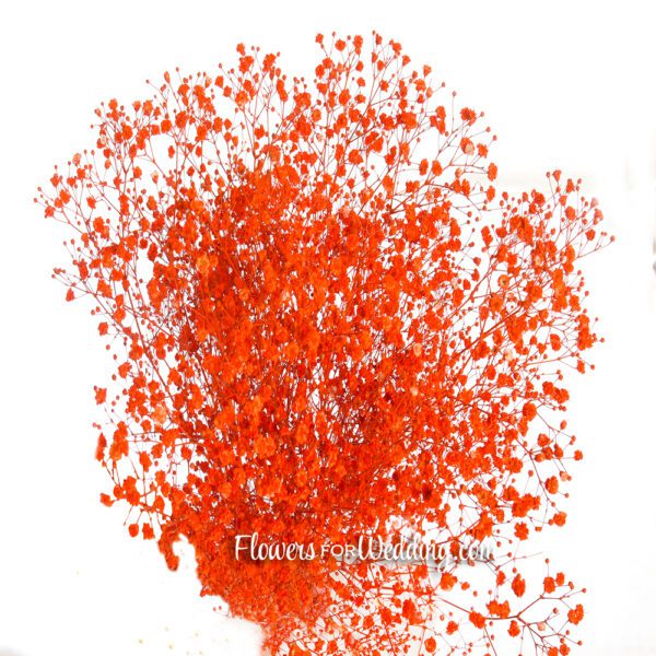 Baby's Breath Gypsophila Orange