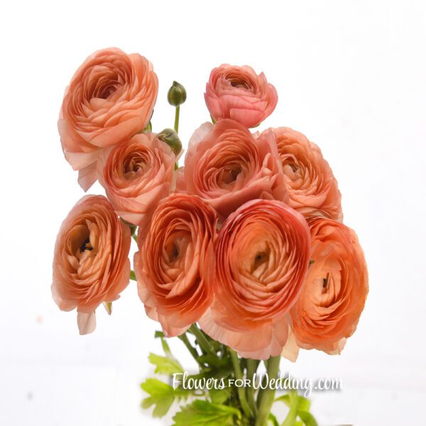 peach coral orange ranunculus