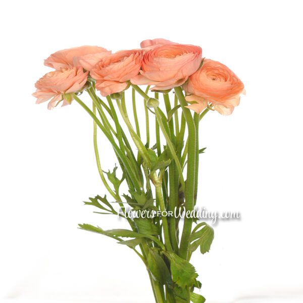 peach coral orange ranunculus