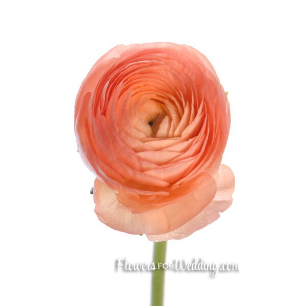 peach ranunculus