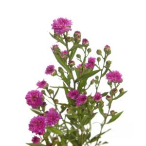 pink aster flowers