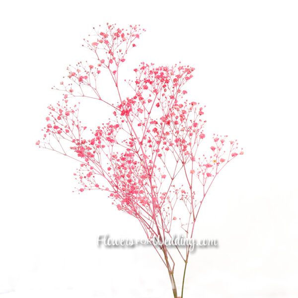 Baby's Breath Gypsophila Pink