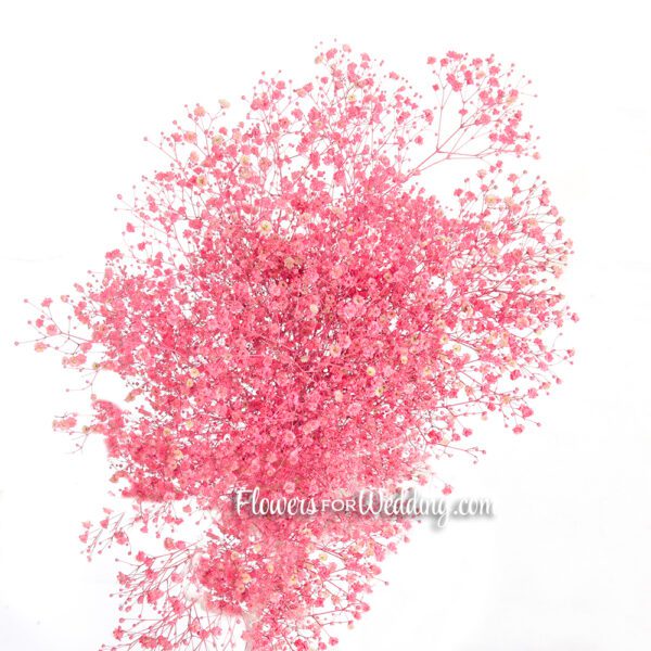 Baby's Breath Gypsophila Pink