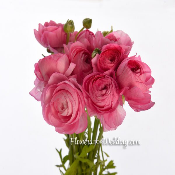 pink ranunculus