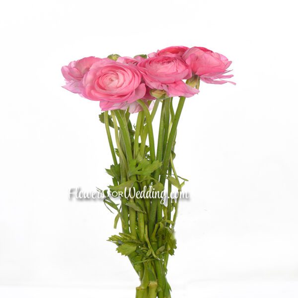 pink ranunculus