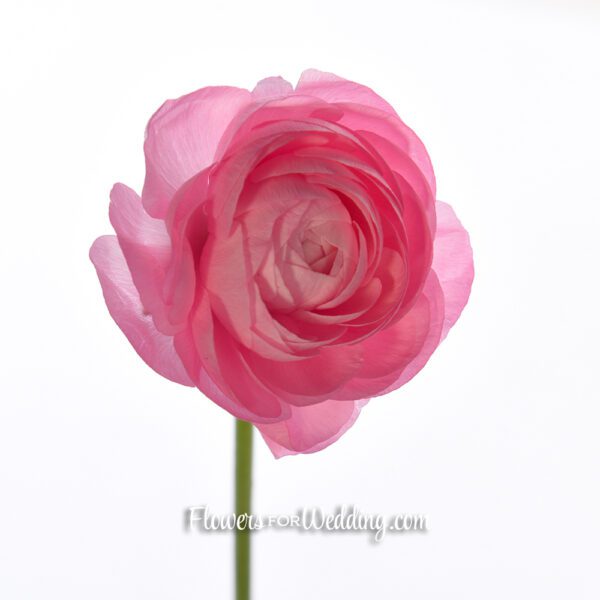 pink ranunculus