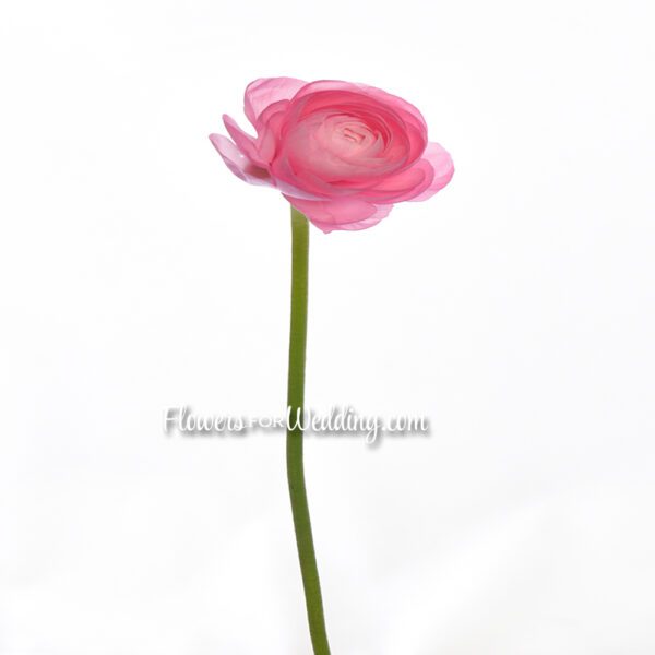 pink ranunculus