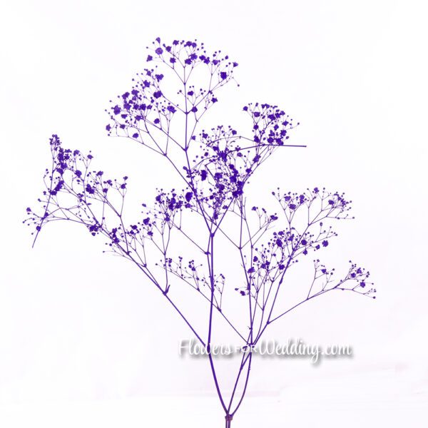 Baby's Breath Gypsophila Purple