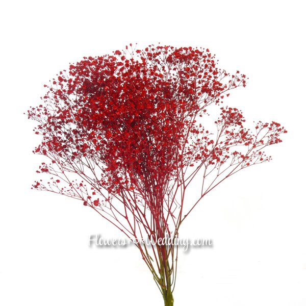 red baby's breath gypsophila