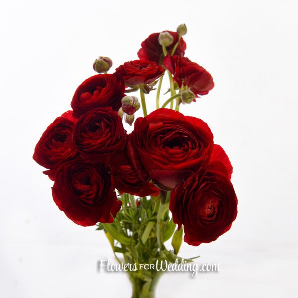 red ranunculus