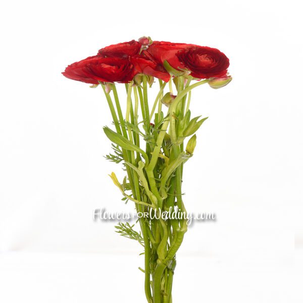 red ranunculus