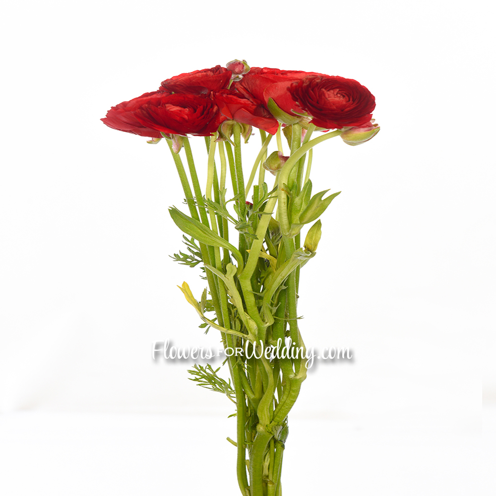 red ranunculus