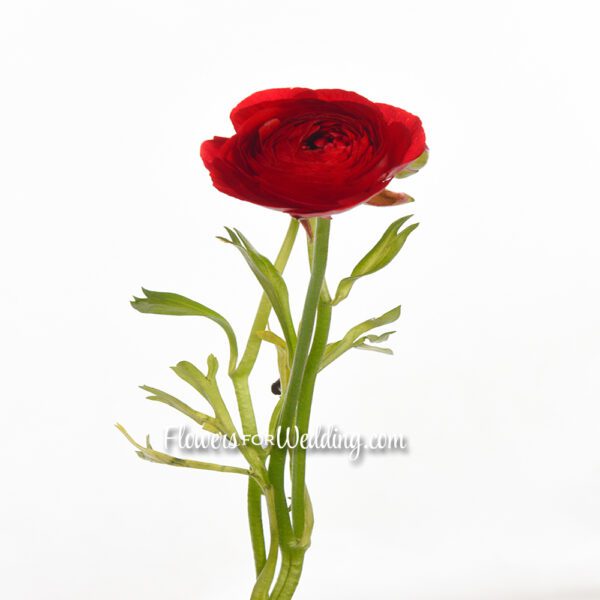 red ranunculus