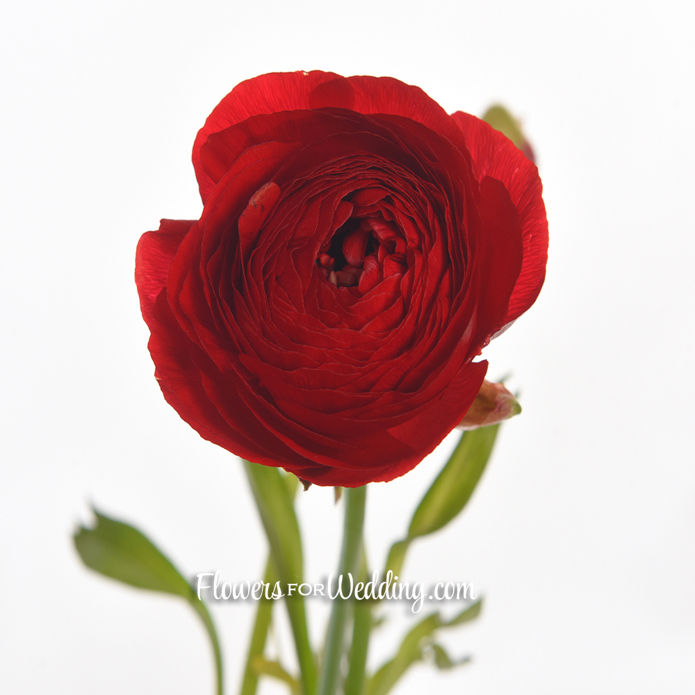 red ranunculus