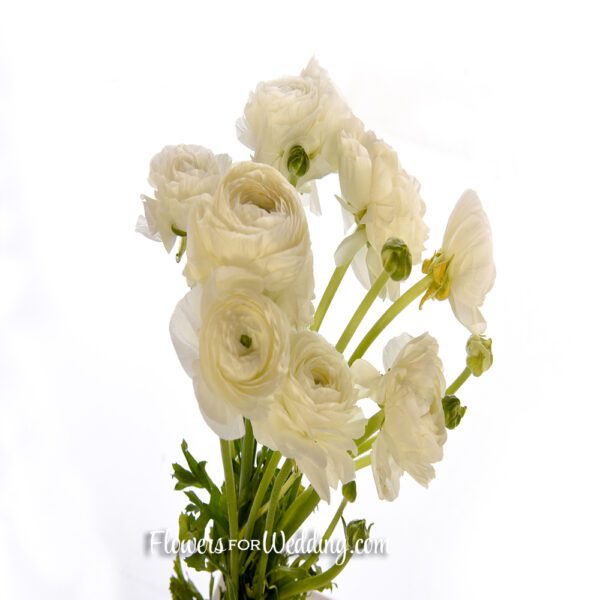 white ranunculus