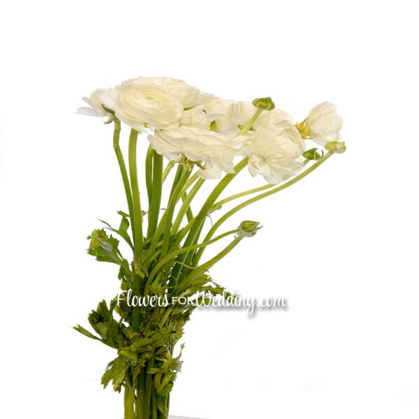 white ranunculus