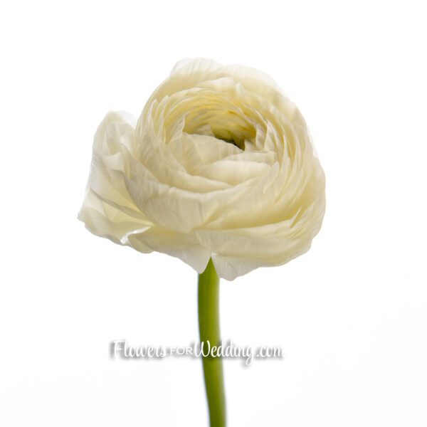 white ranunculus