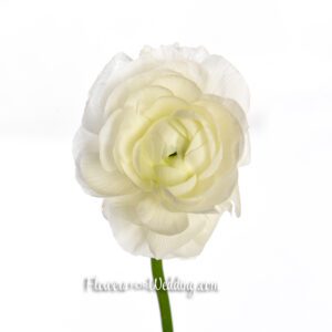 white ranunculus